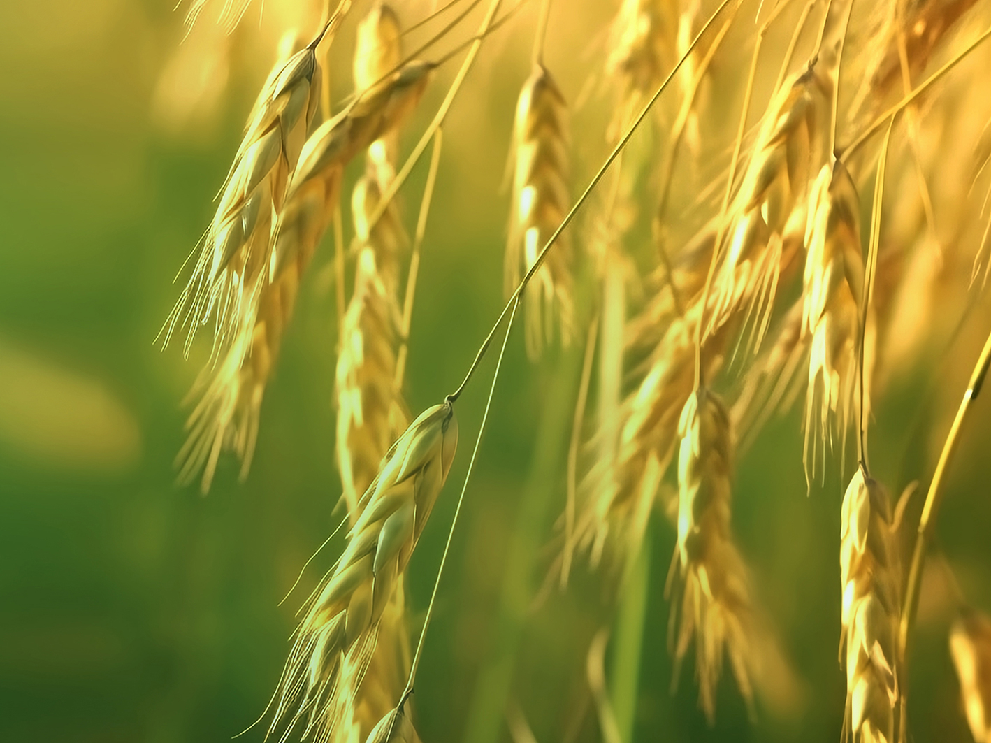 项目文章 | “基因组+” 多组学研究揭示野燕麦的除草剂耐受性